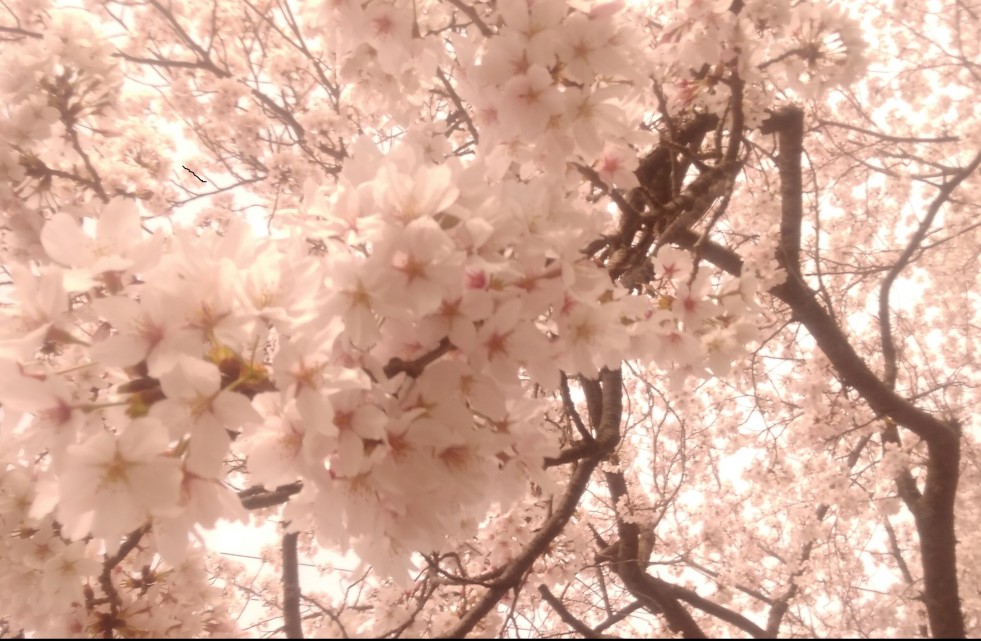 桜