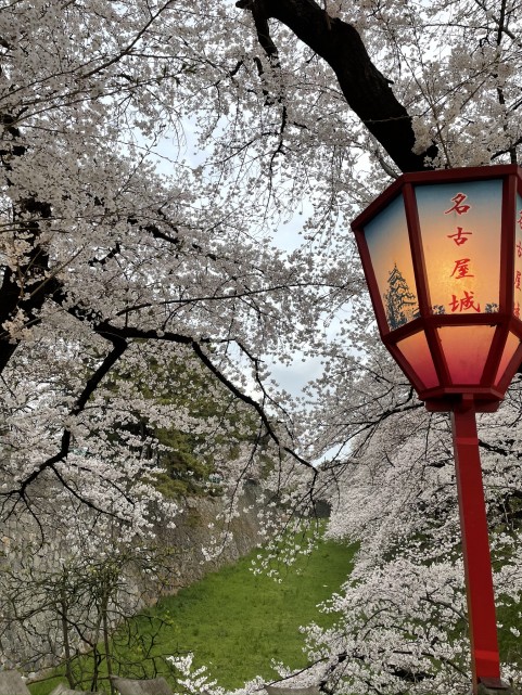 名古屋城桜