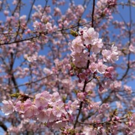 桜