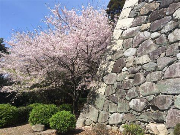 松阪城跡の桜