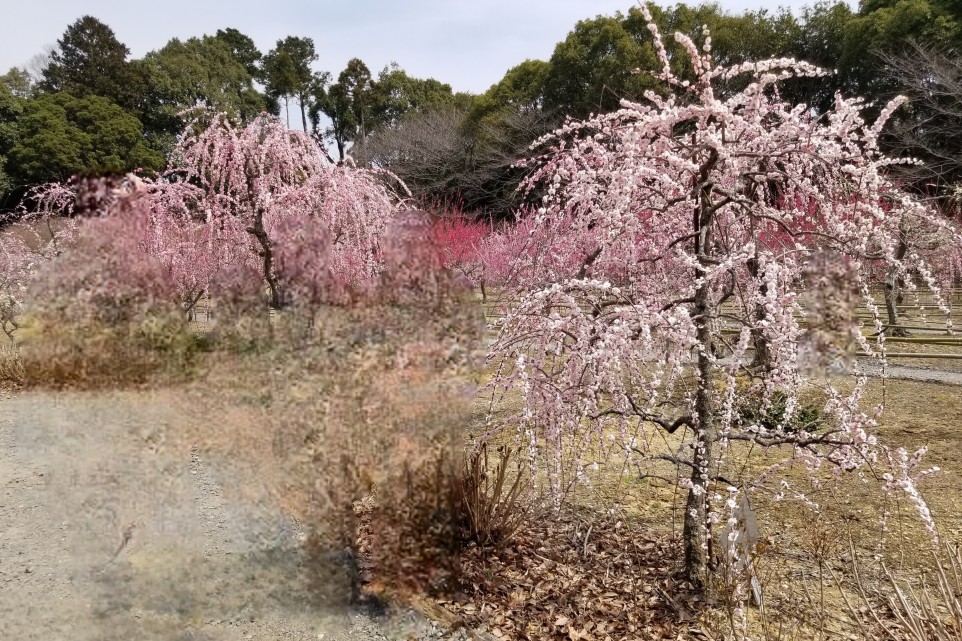写真は3月中旬頃のものです。